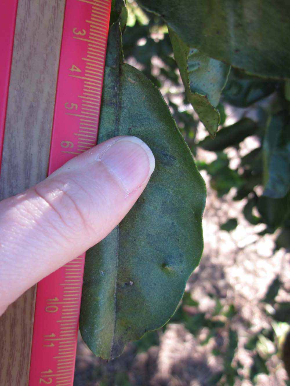            Unifoliolate leaf (Winter Haven, FL)    